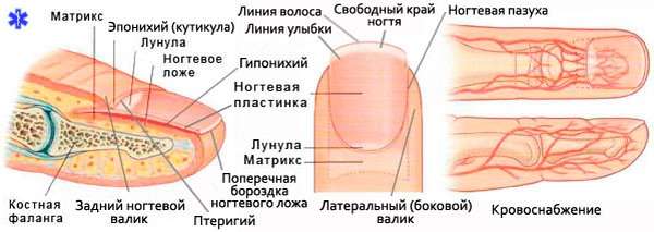 Схема строение ногтя